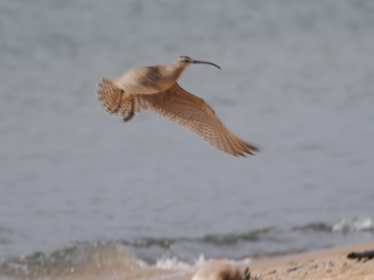 Hudsonian Whimbrel - ML620243949