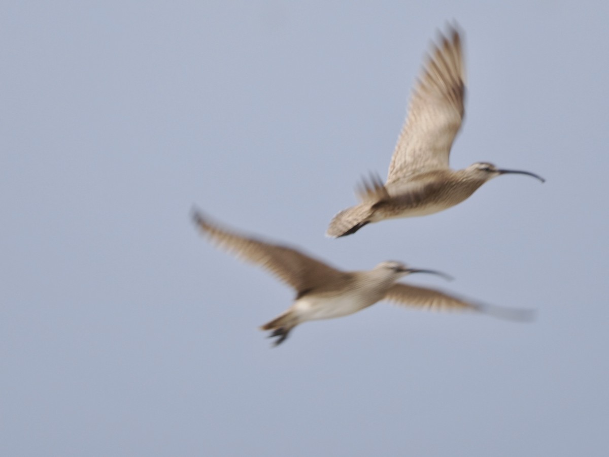 Hudsonian Whimbrel - ML620243950