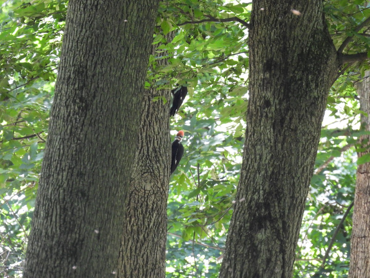Pileated Woodpecker - ML620243951