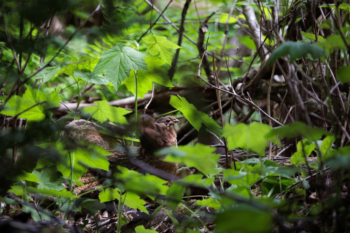 Ruffed Grouse - ML620243956