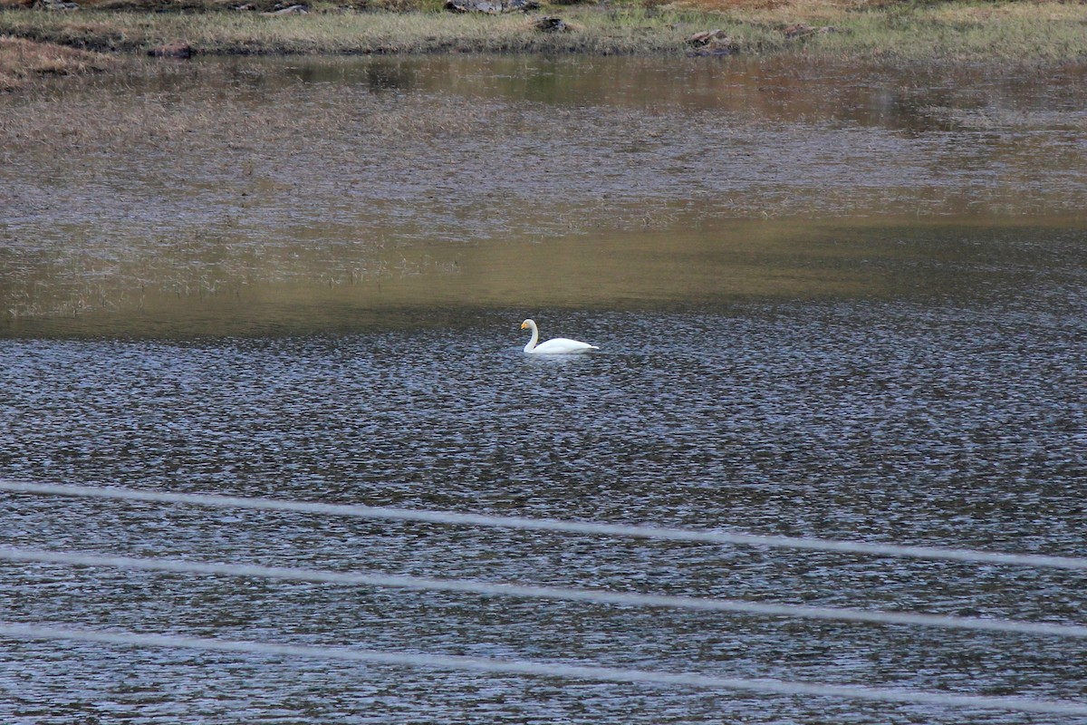 Whooper Swan - ML620243961