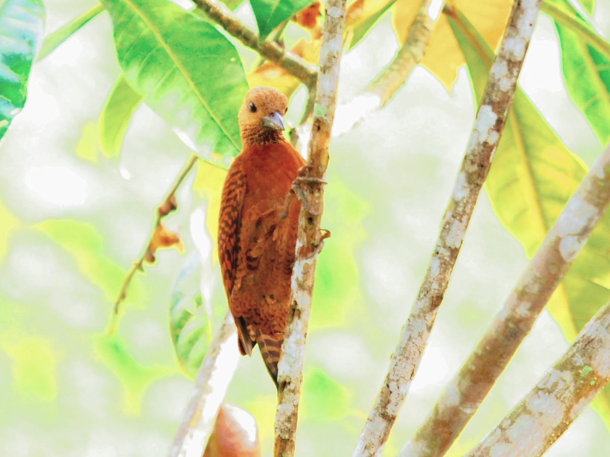 Rufous Woodpecker - ML620243968