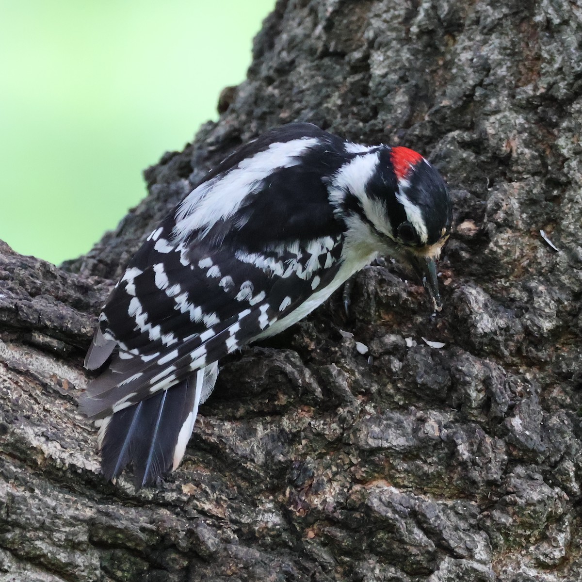 Downy Woodpecker (Eastern) - ML620243970