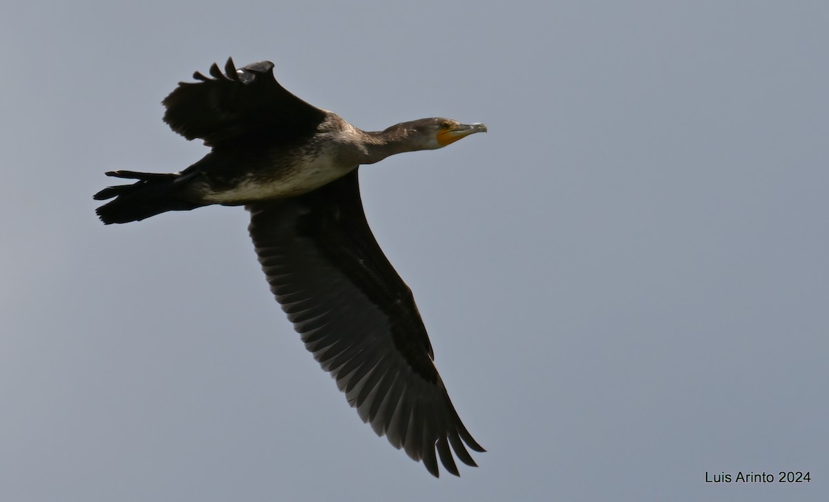 Great Cormorant - ML620243975