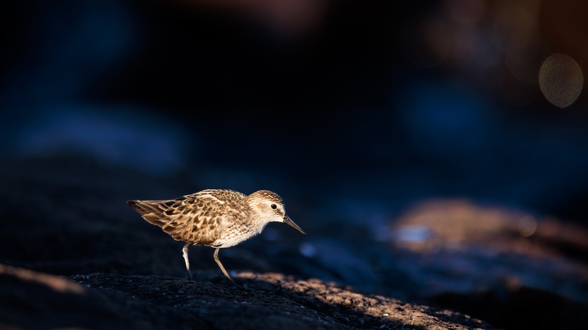 Semipalmated Sandpiper - ML620243978