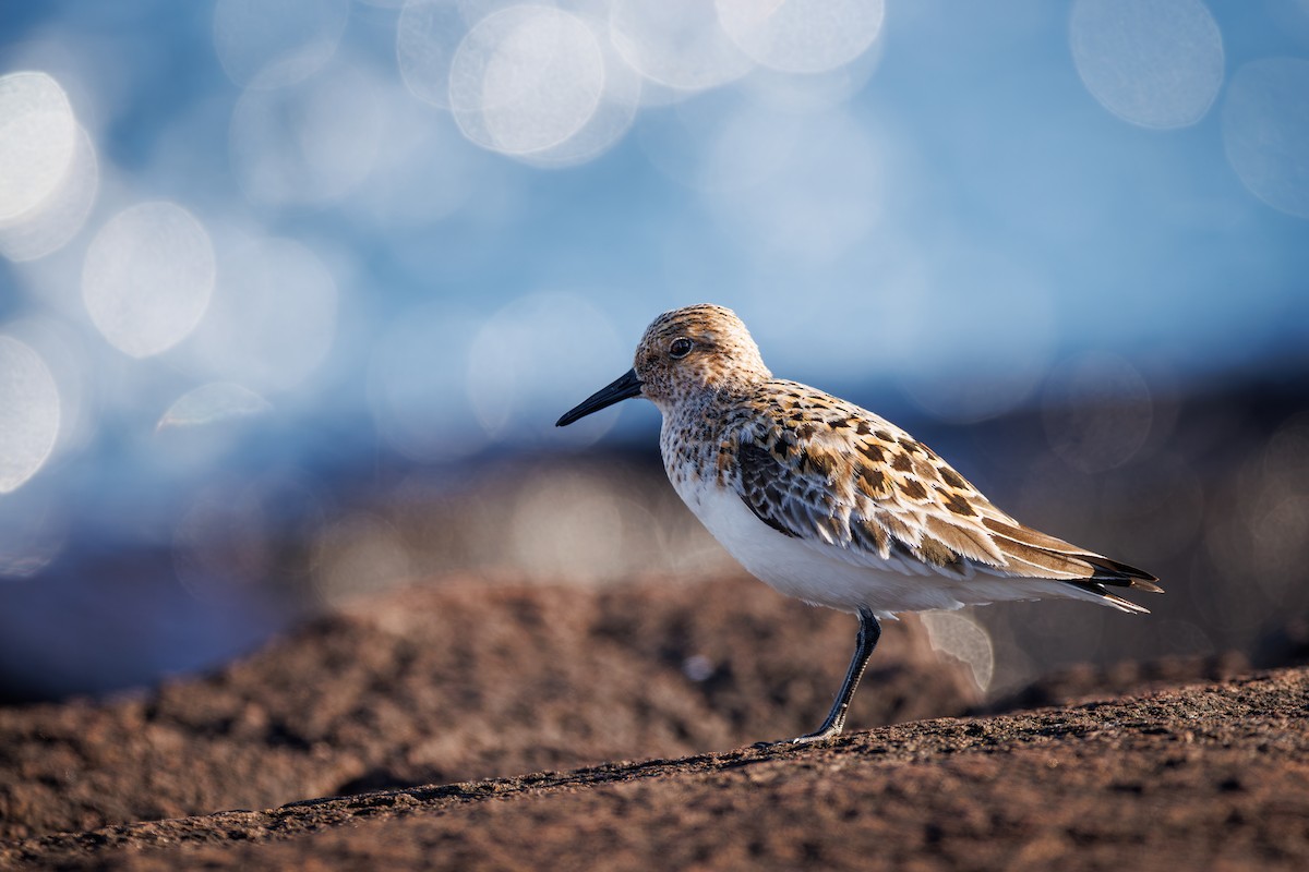 Semipalmated Sandpiper - ML620243982