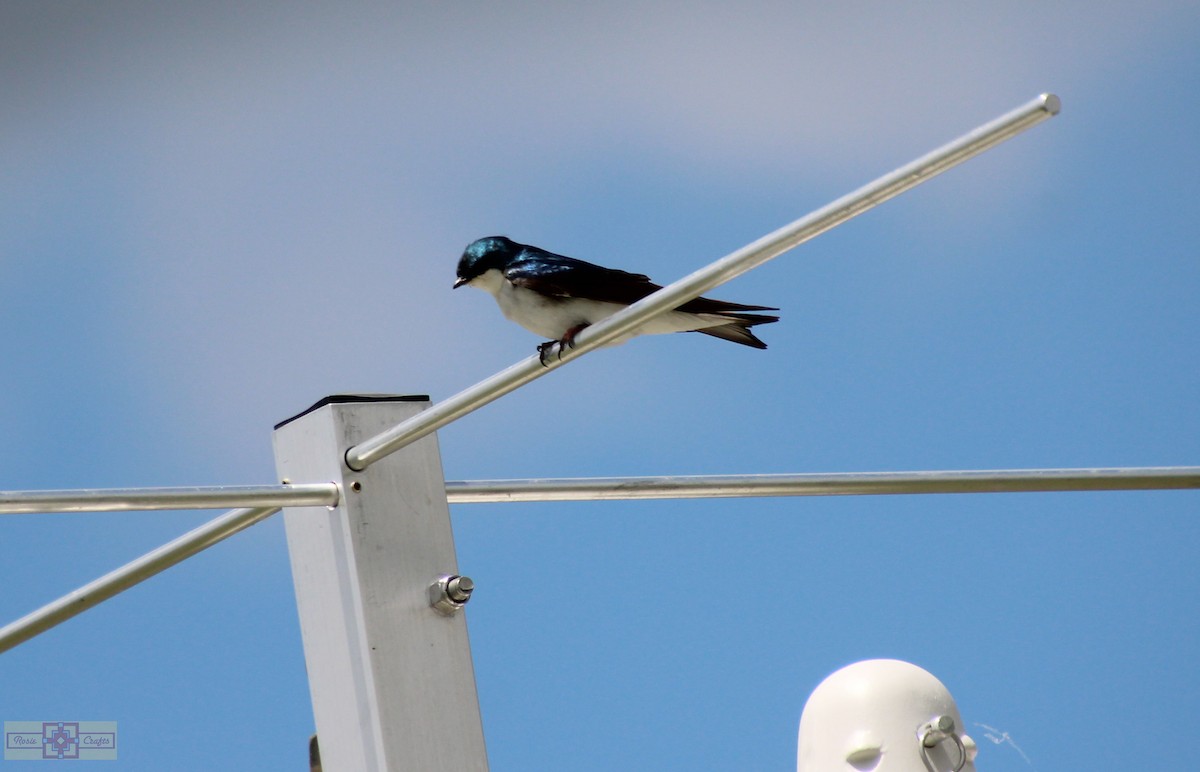 Tree Swallow - ML620243985