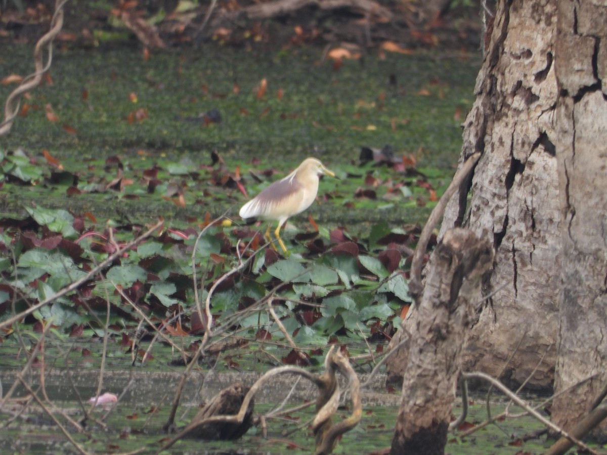 Indian Pond-Heron - ML620243993