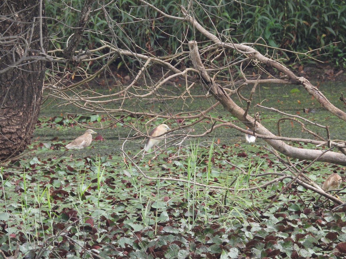 Indian Pond-Heron - ML620243994