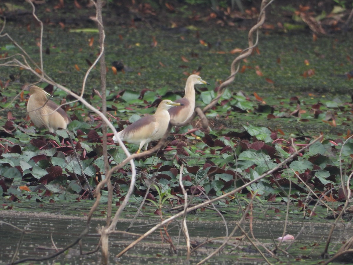 Indian Pond-Heron - ML620243995