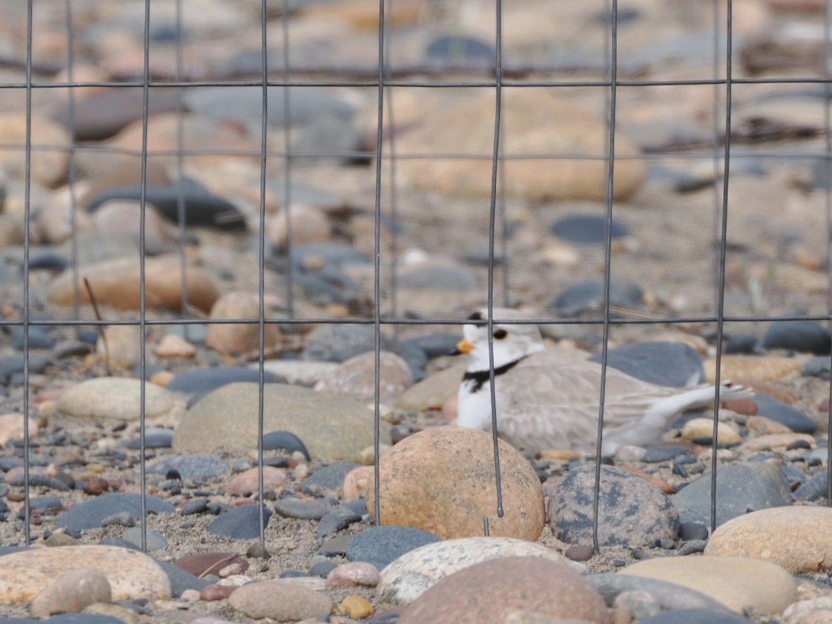 Piping Plover - ML620243998