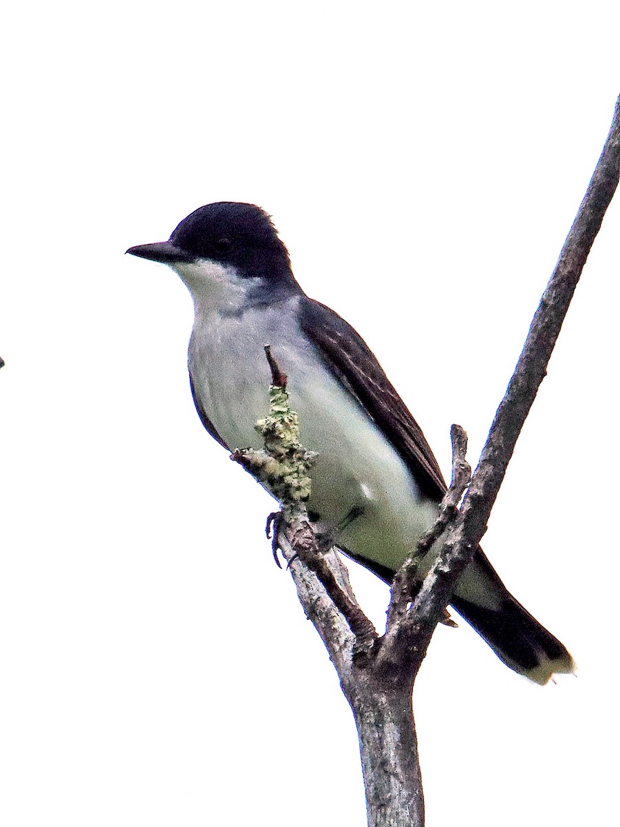 Eastern Kingbird - ML620244001