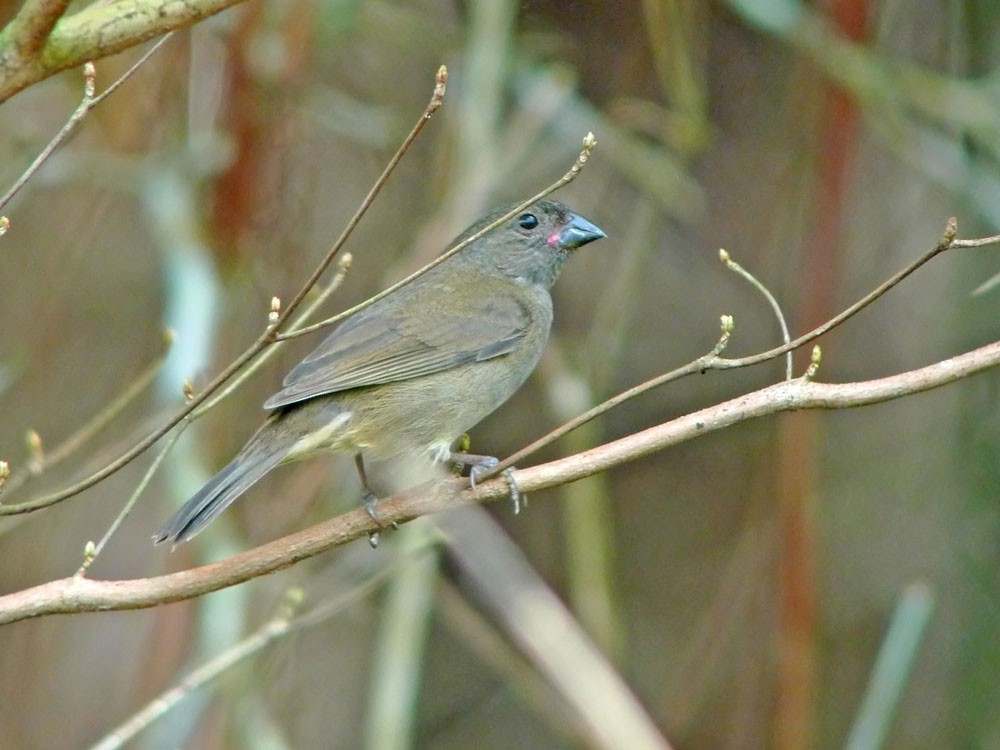 Sooty Grassquit - ML620244006