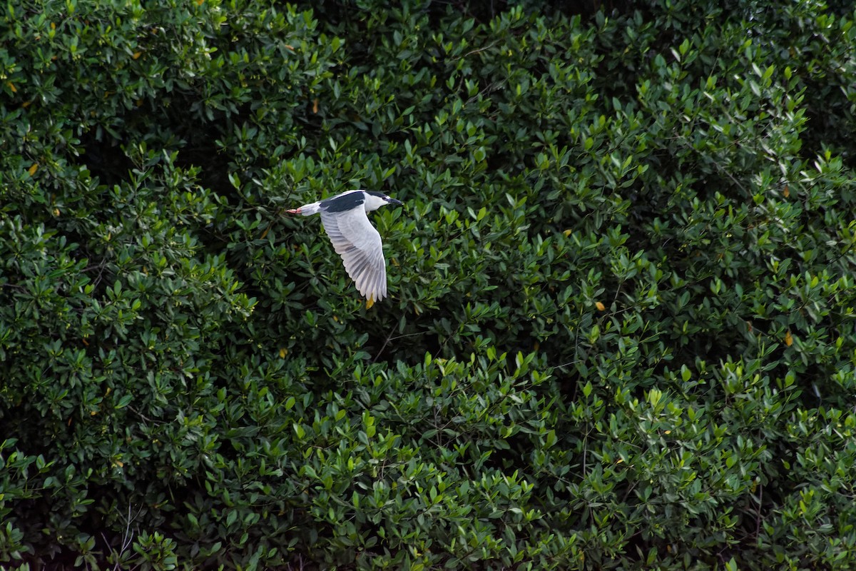 Black-crowned Night Heron - ML620244012