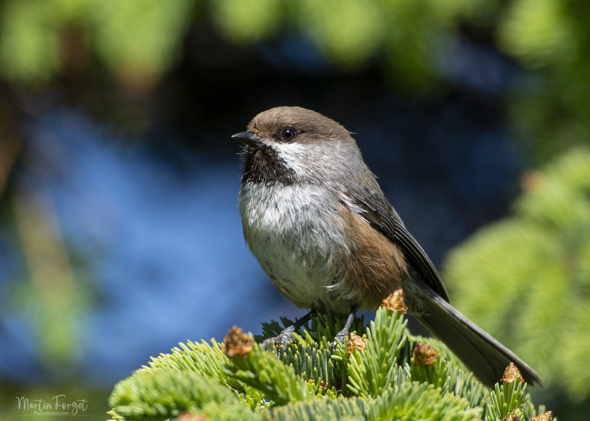 Boreal Chickadee - ML620244026