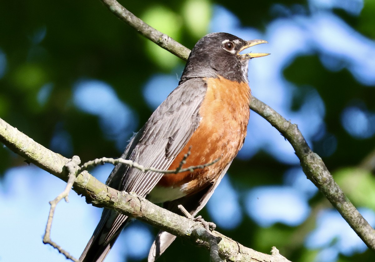 American Robin - ML620244036