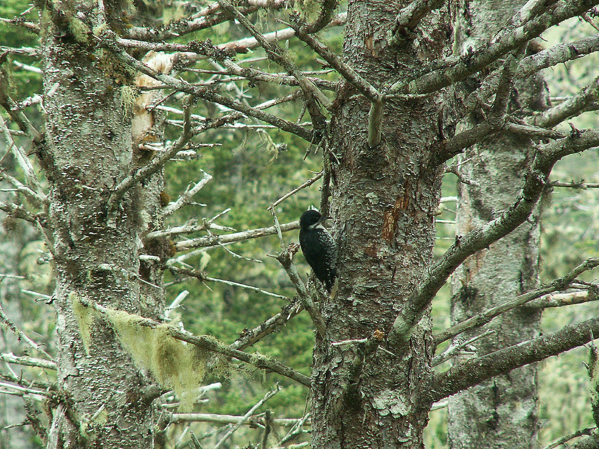Black-backed Woodpecker - ML620244049