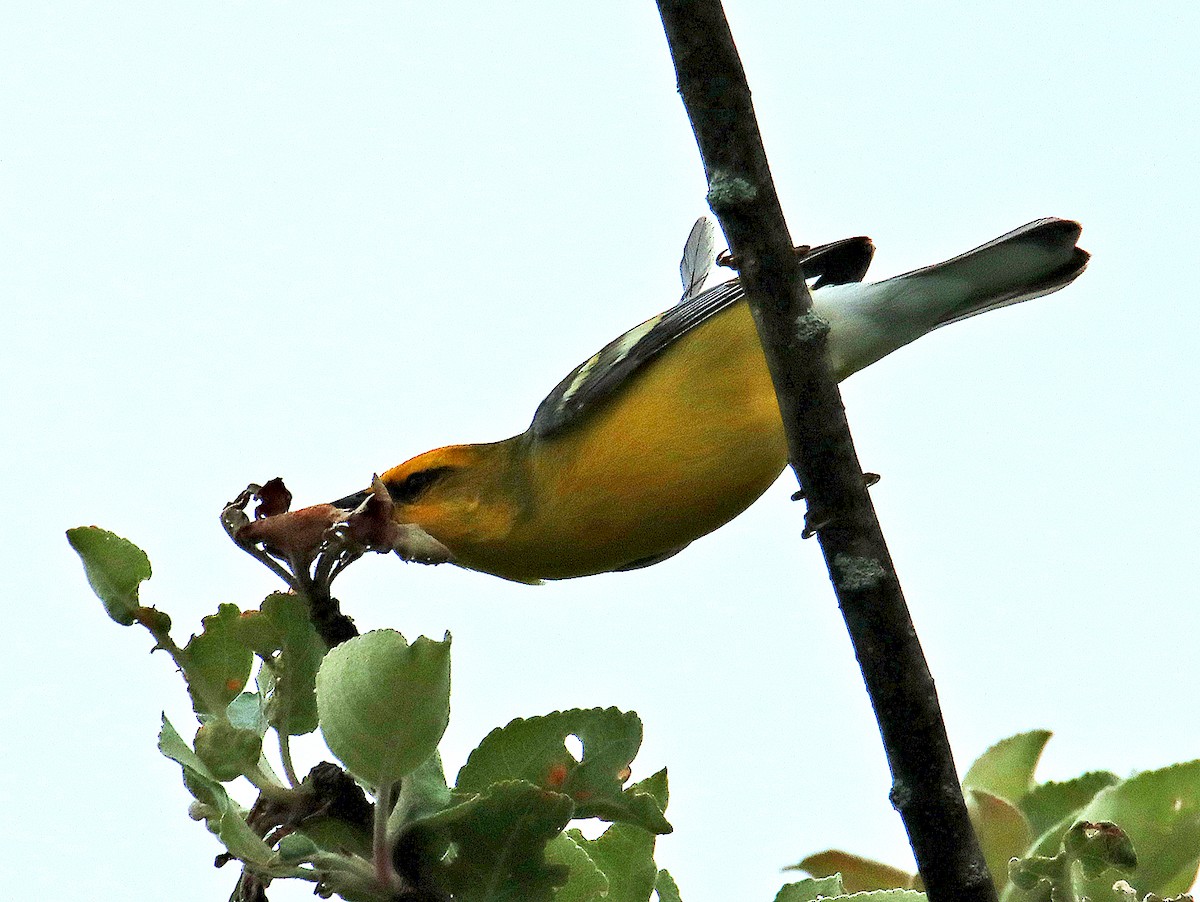 Blue-winged Warbler - ML620244060