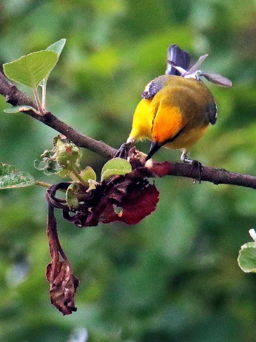 Blue-winged Warbler - ML620244061