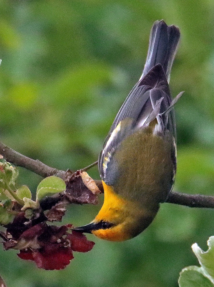 Blue-winged Warbler - ML620244064