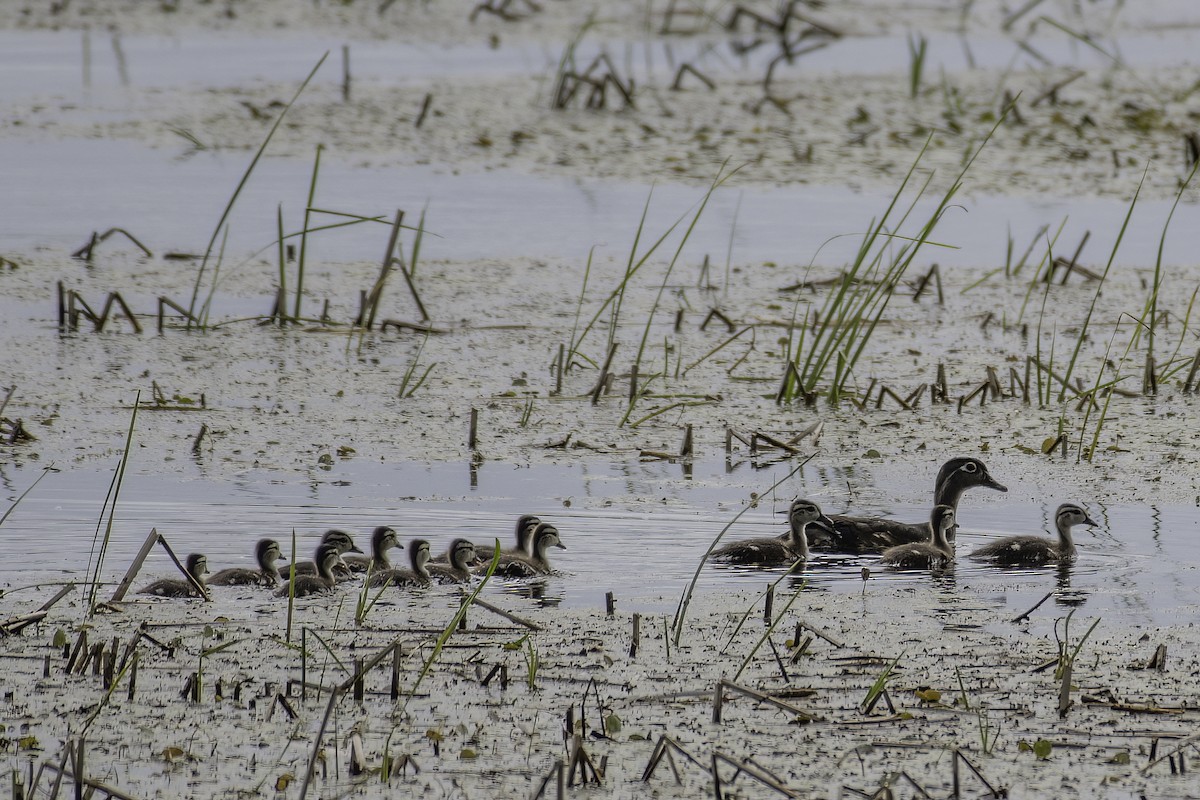 Wood Duck - ML620244065