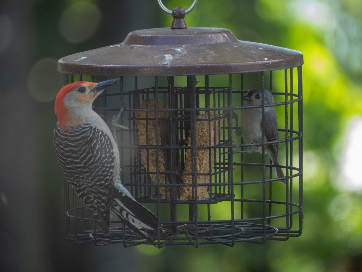 Red-bellied Woodpecker - ML620244068