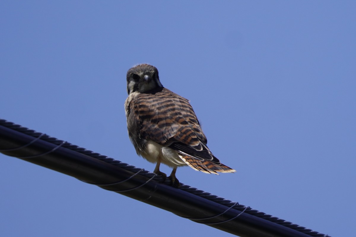 American Kestrel - ML620244070