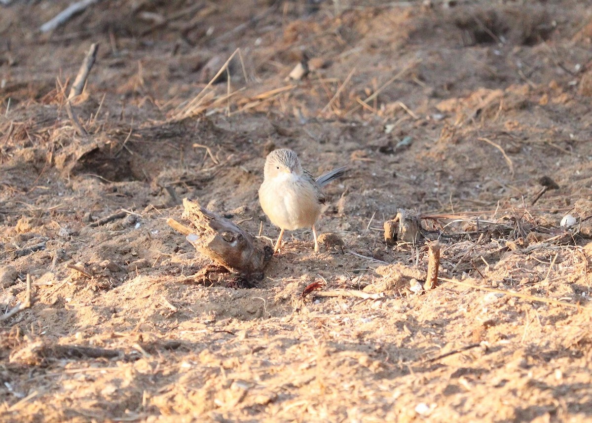 Common Babbler - ML620244072