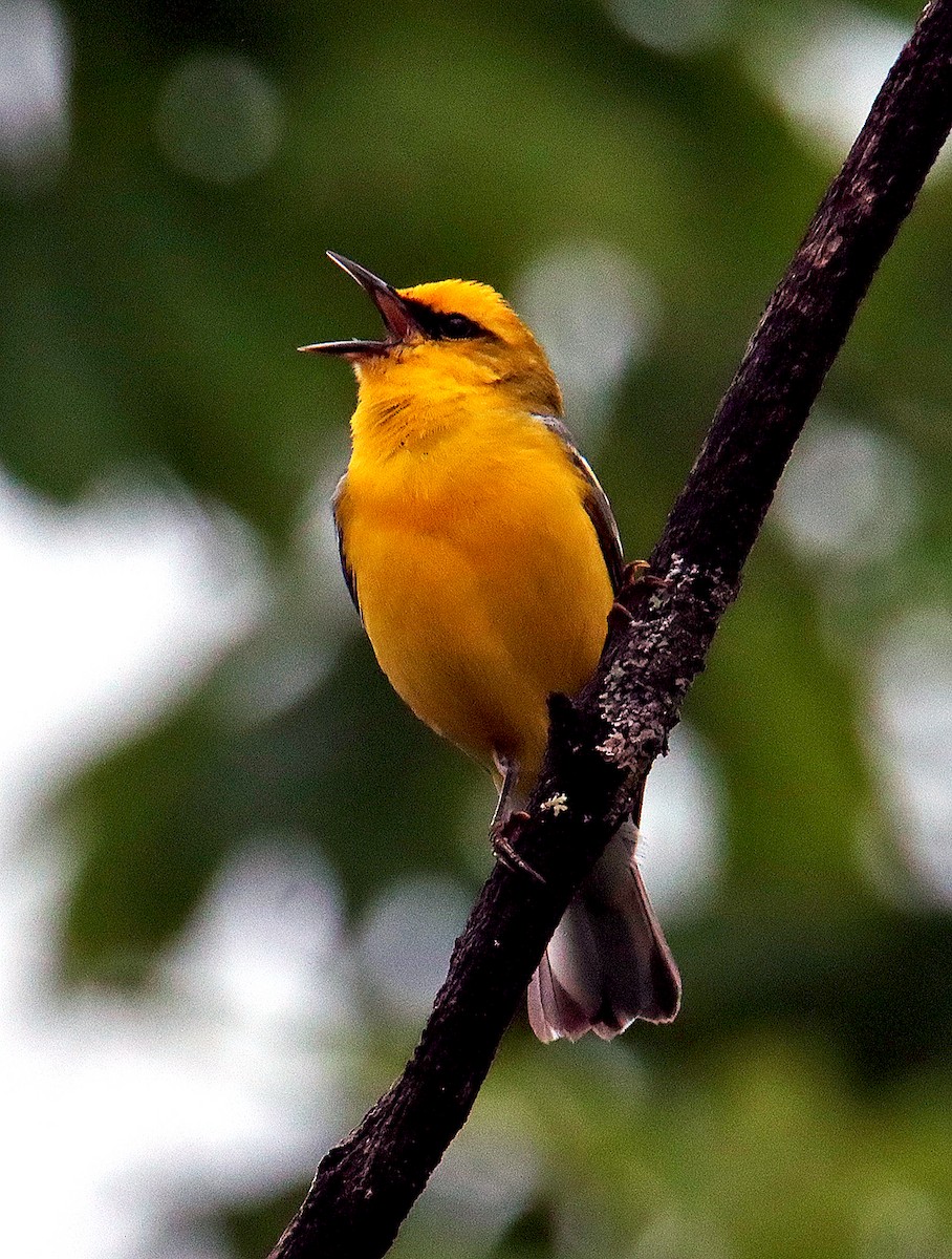 Blue-winged Warbler - ML620244079