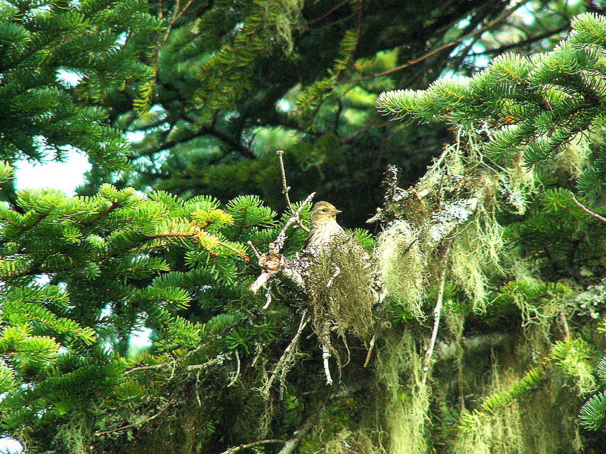 Pine Siskin - jean bernier