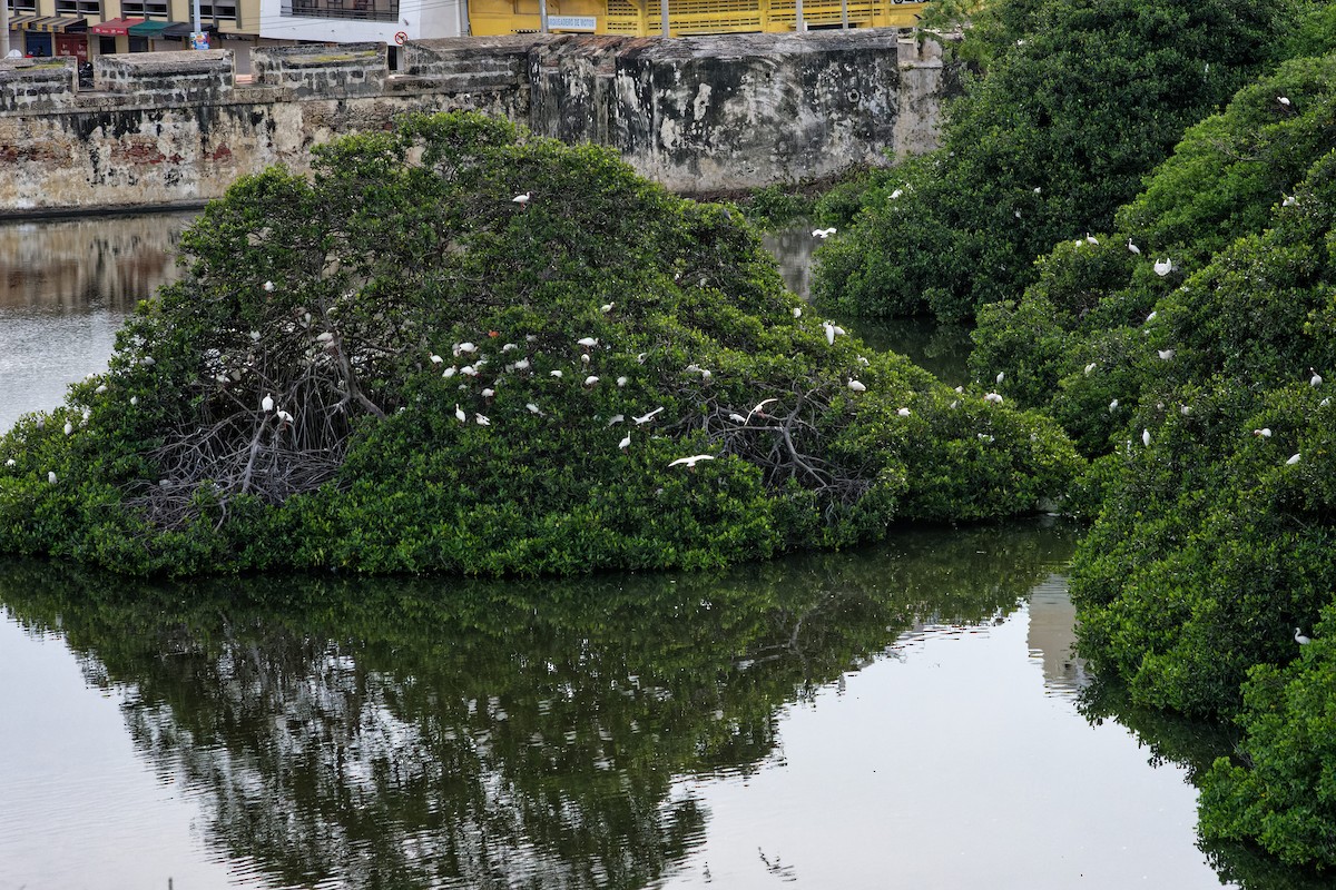 White Ibis - ML620244090