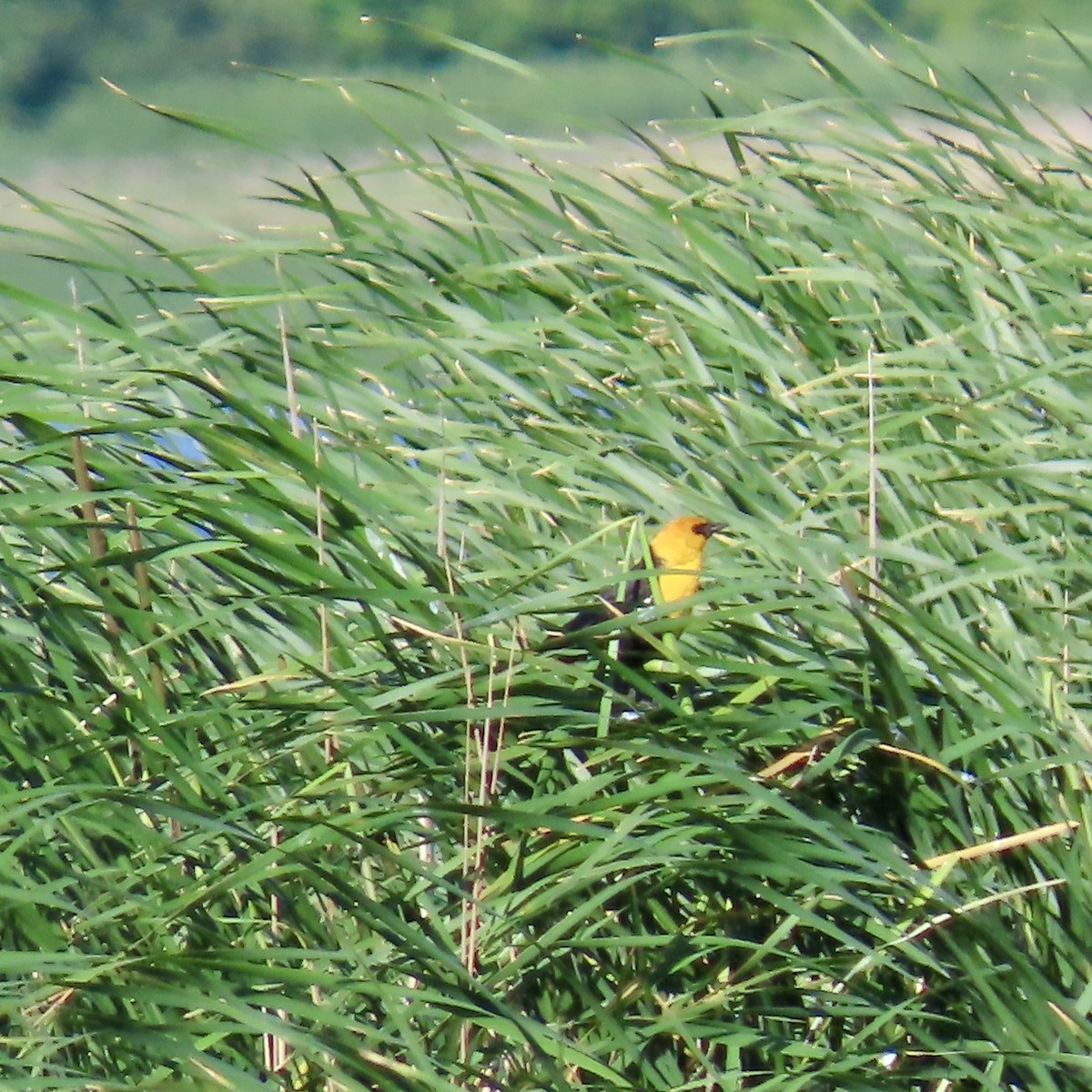 Yellow-headed Blackbird - Jocelyn K