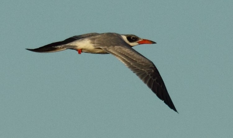 Caspian Tern - ML62024411