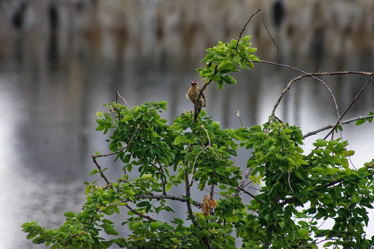 Red-crowned Woodpecker - ML620244111