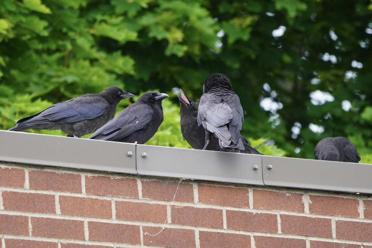 American Crow - ML620244113