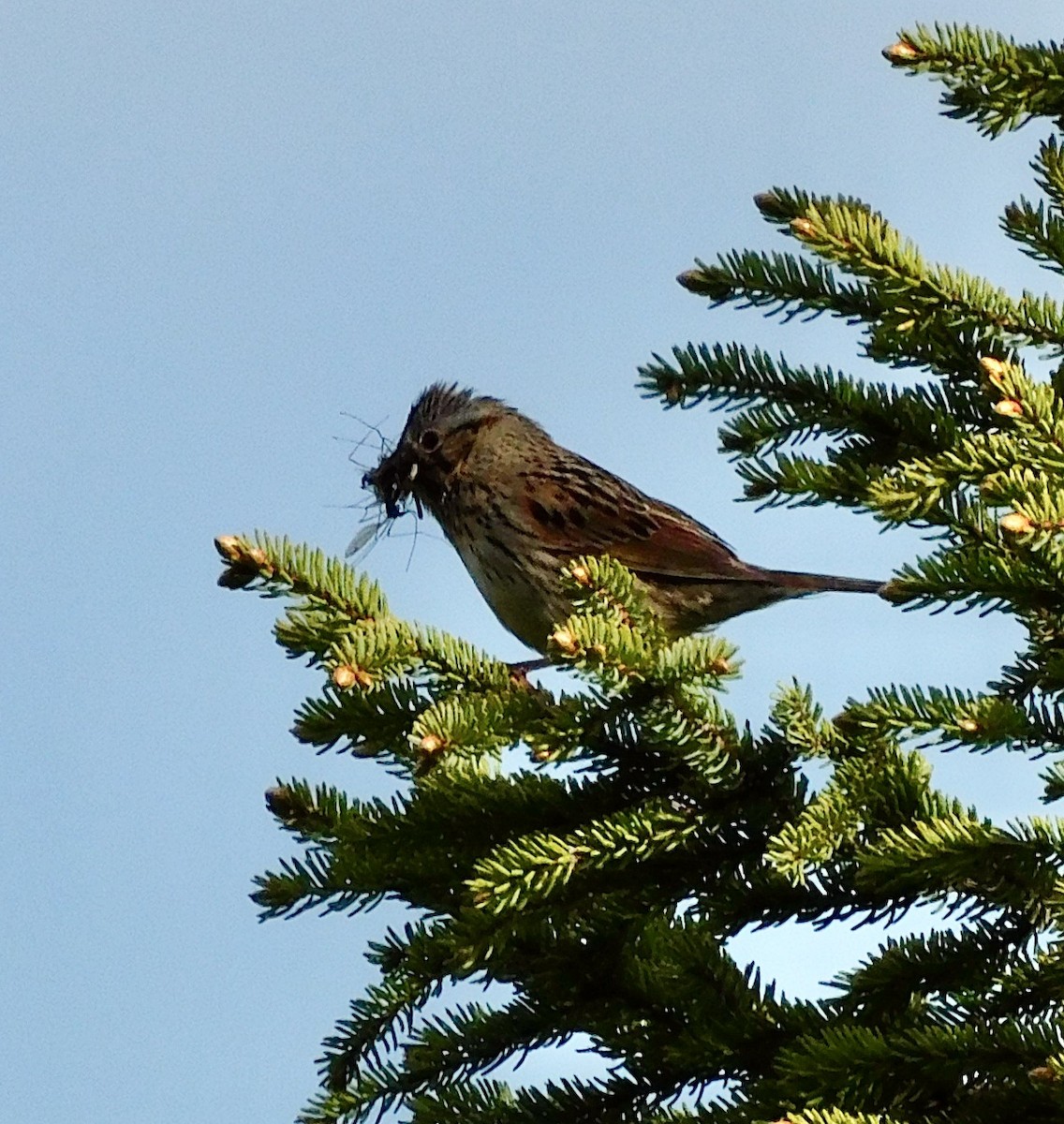 Lincoln's Sparrow - ML620244114