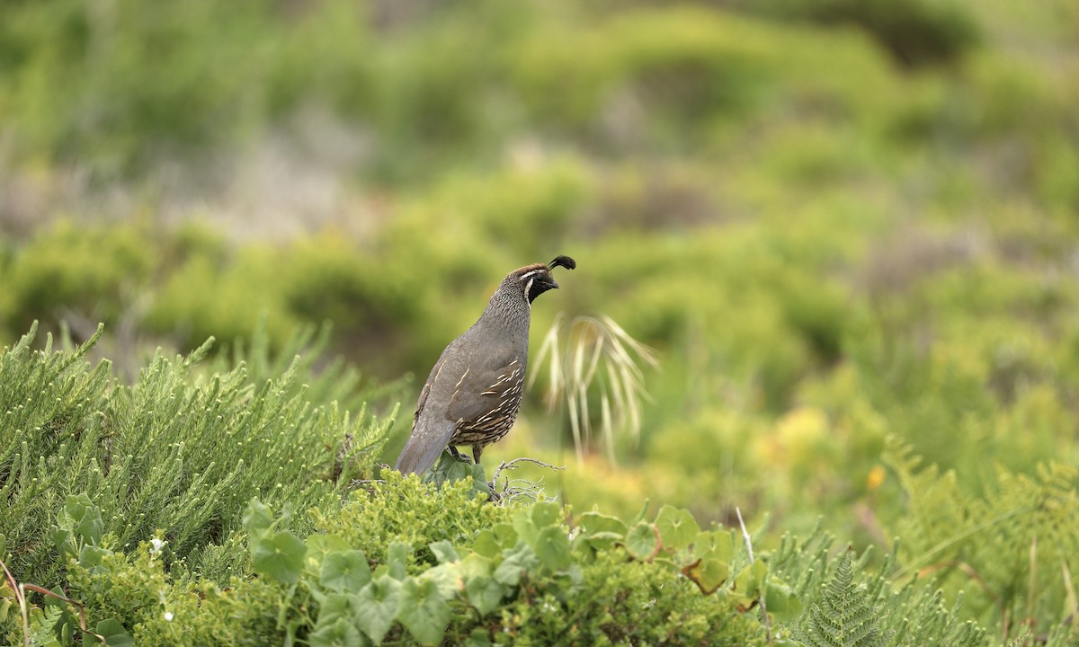 California Quail - ML620244121