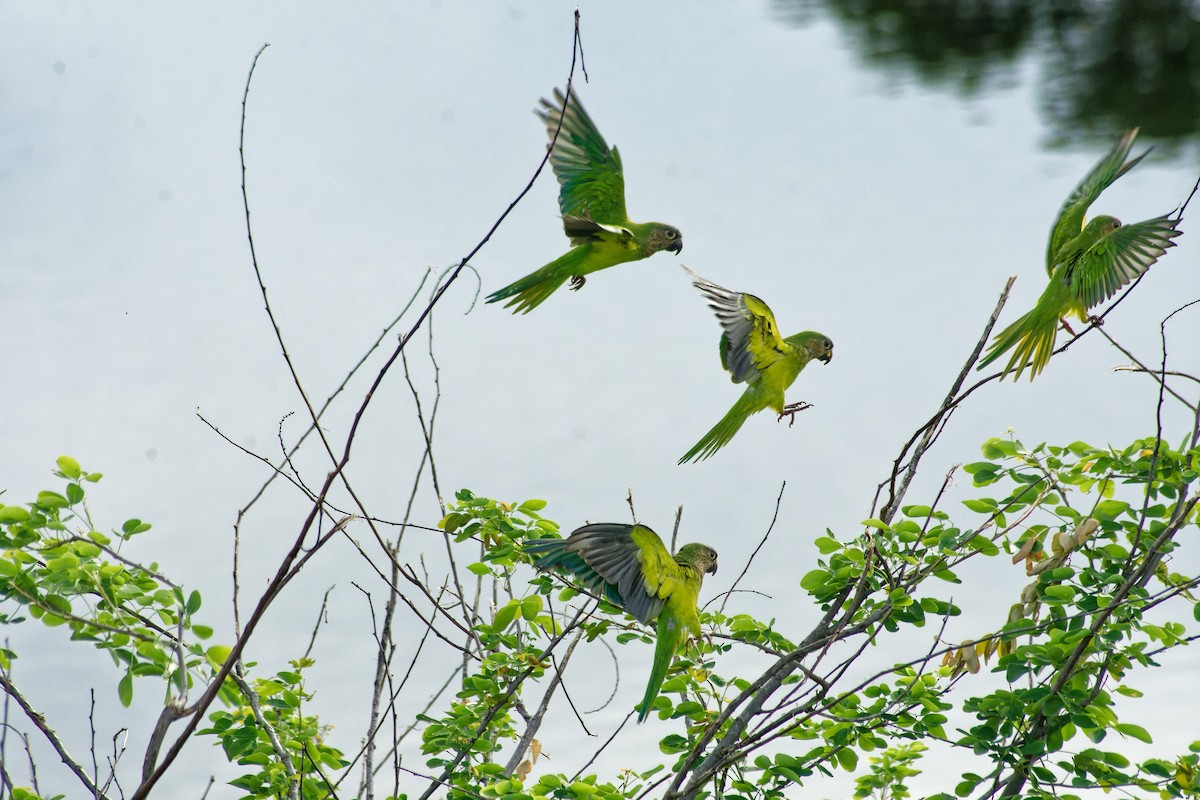 Aratinga Pertinaz - ML620244125