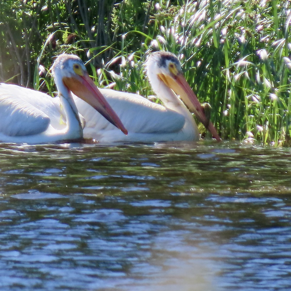 American White Pelican - Jocelyn K