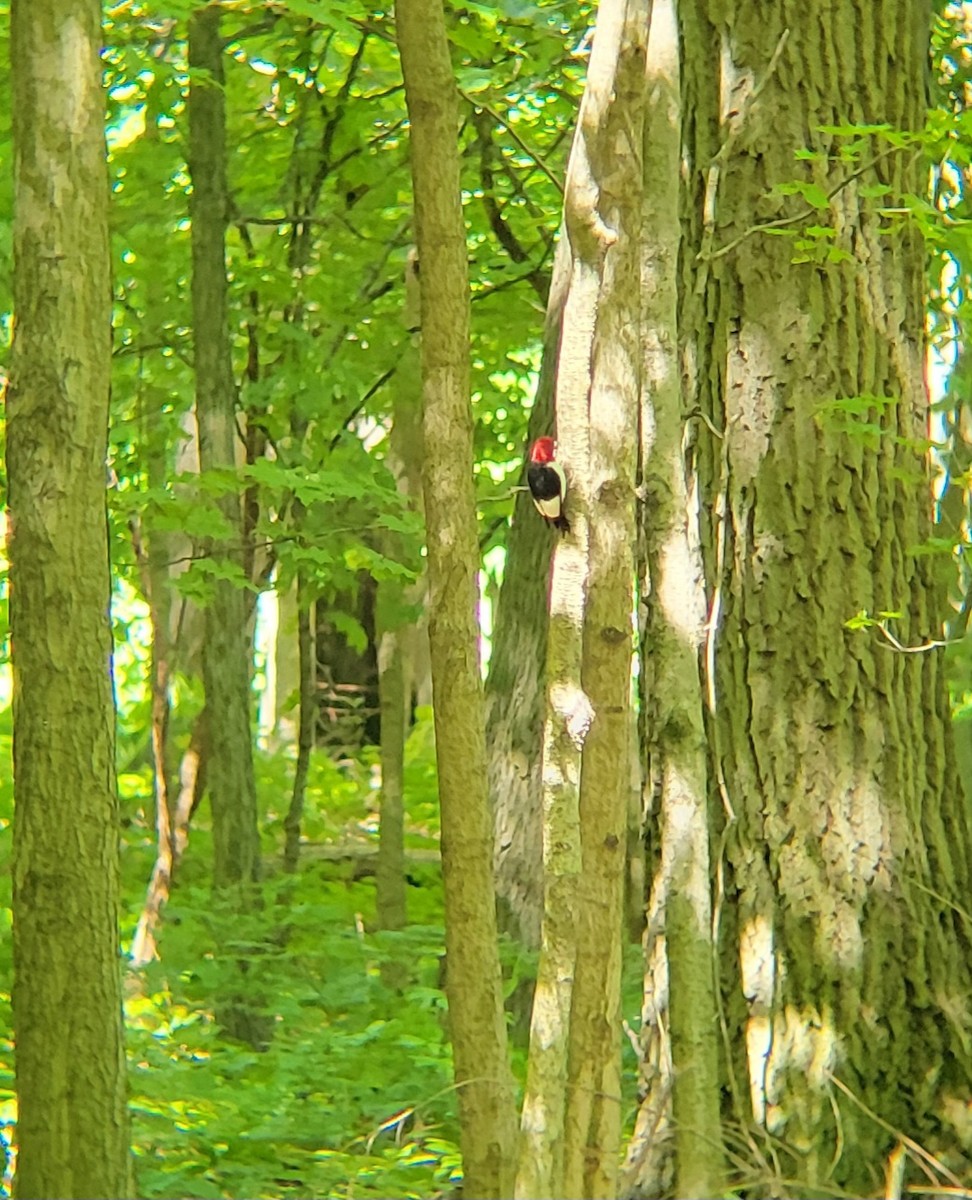 Red-headed Woodpecker - ML620244133