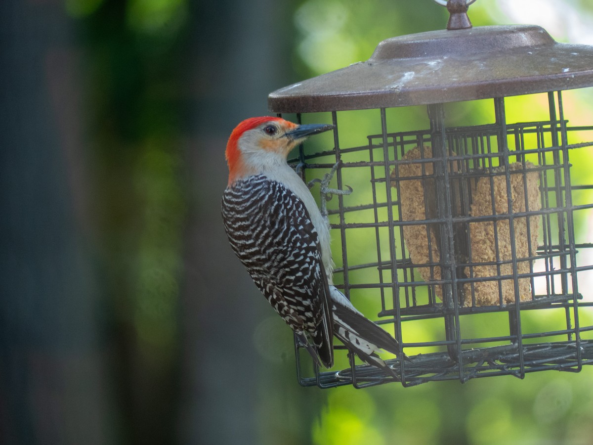 Red-bellied Woodpecker - ML620244134