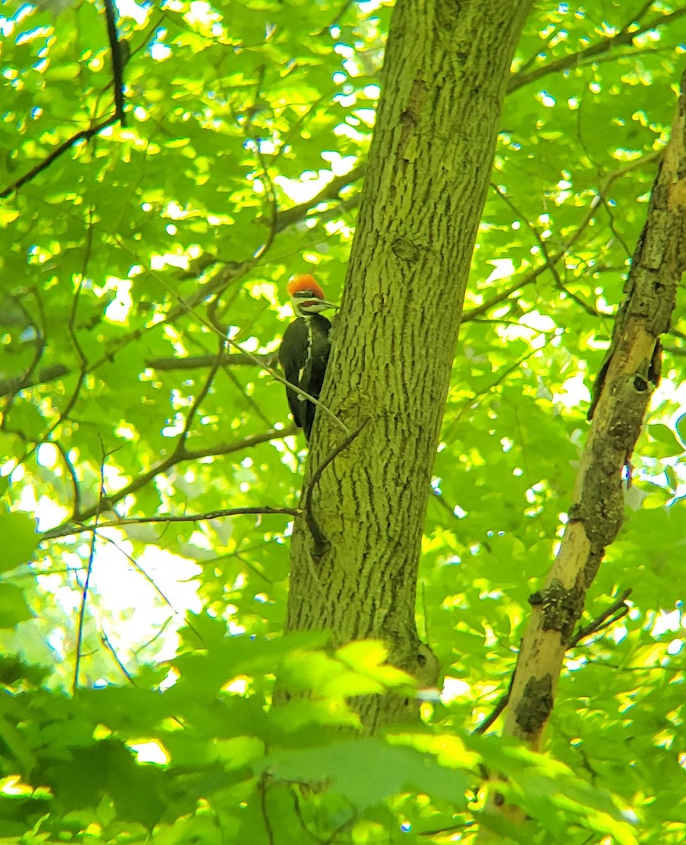 Pileated Woodpecker - ML620244139