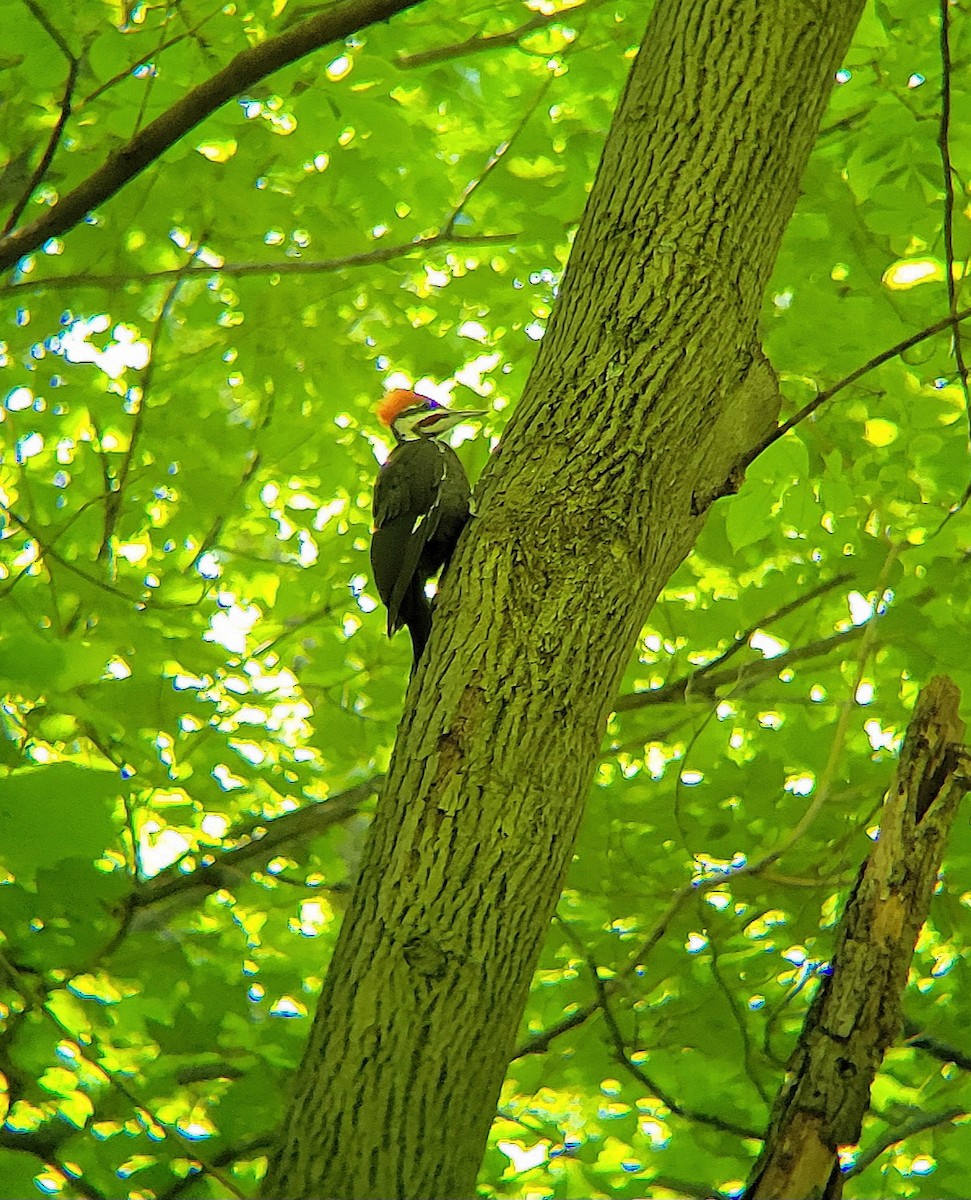 Pileated Woodpecker - ML620244140