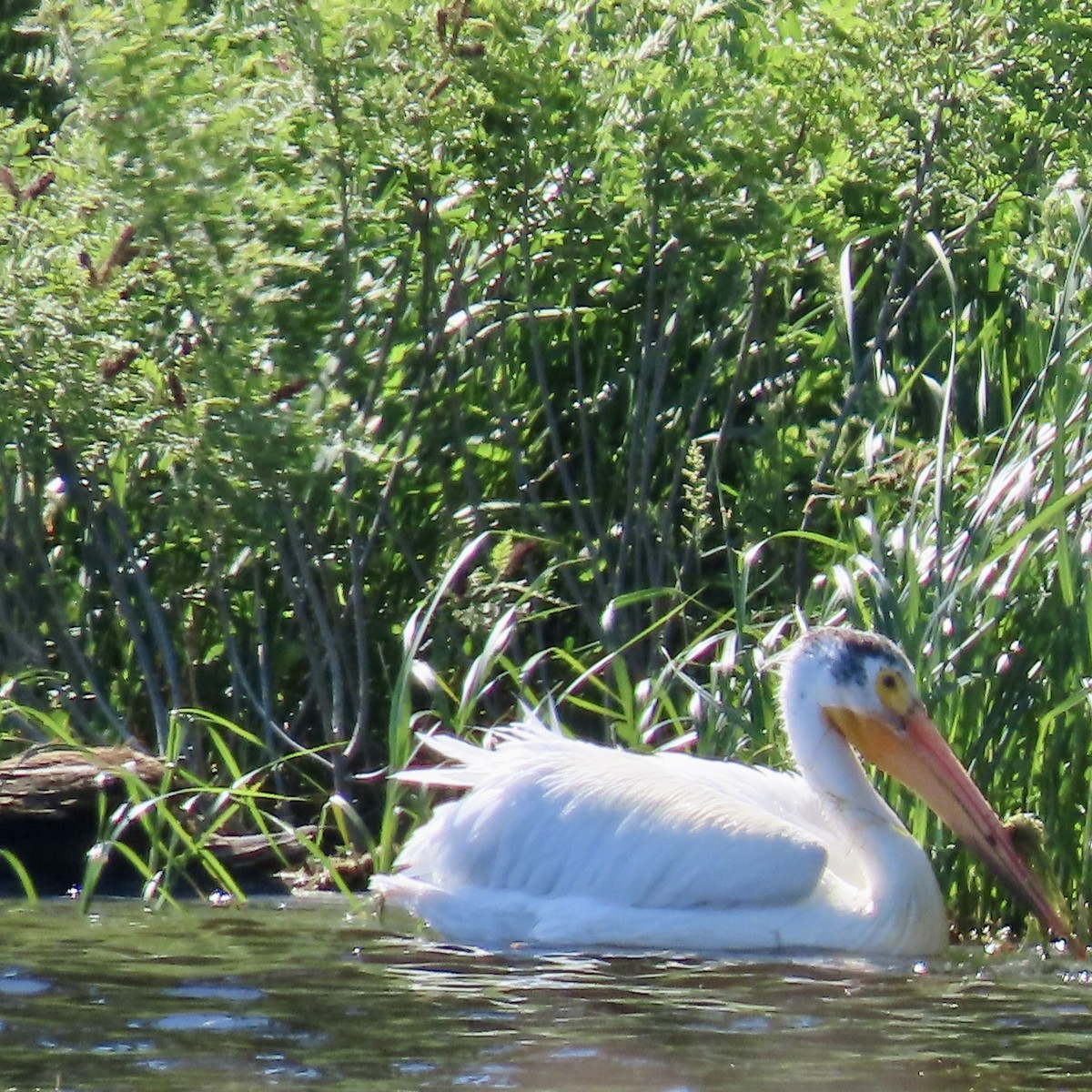 American White Pelican - ML620244152