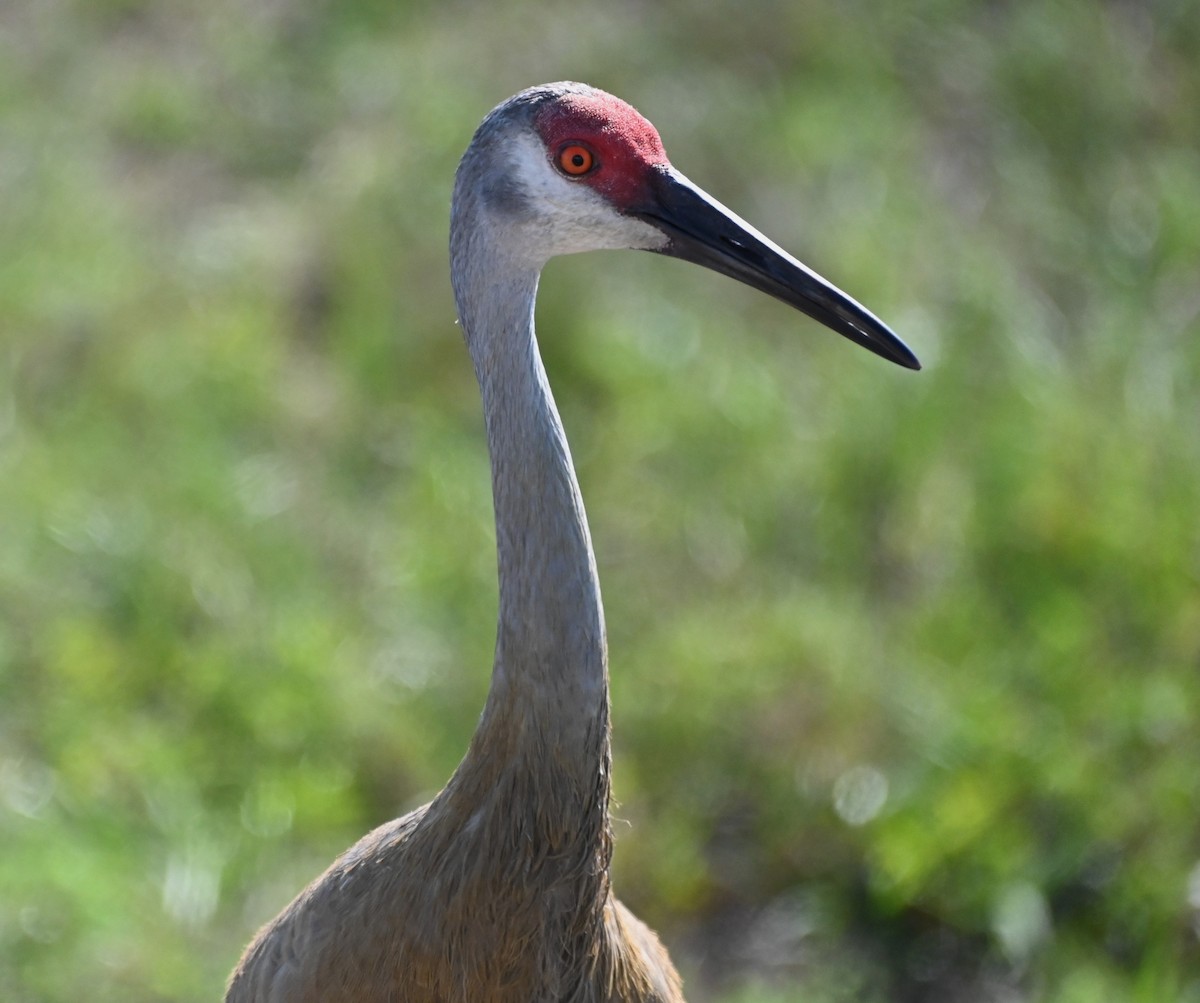 Sandhill Crane - ML620244156