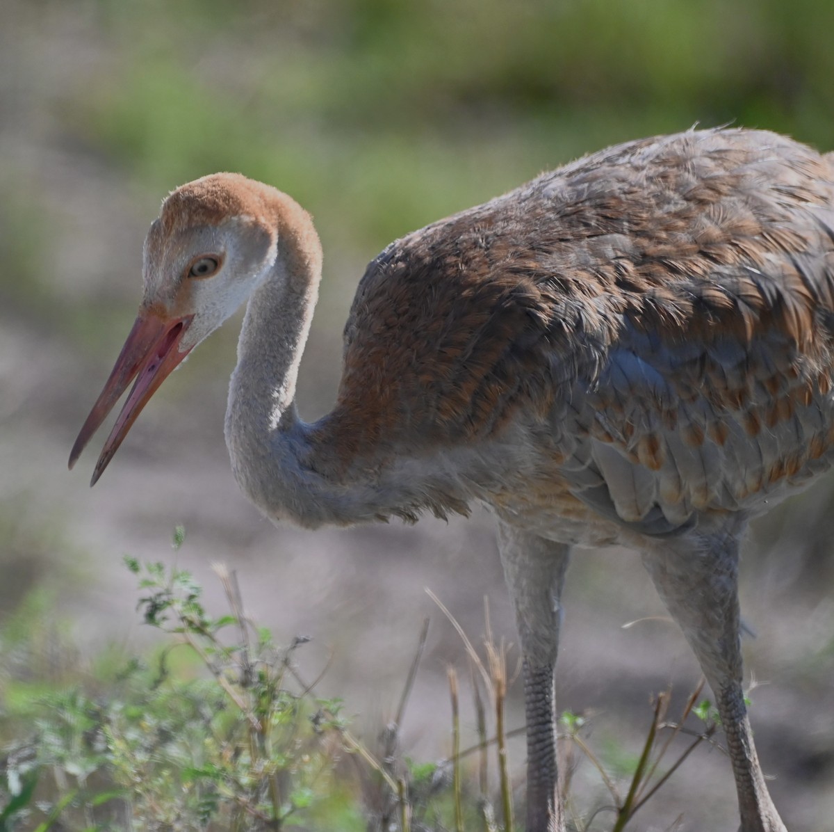 Sandhill Crane - ML620244157