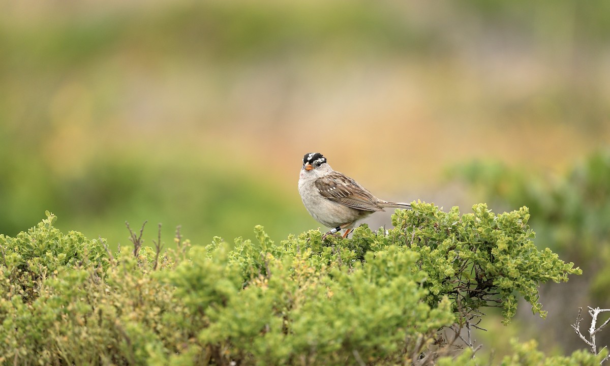 White-crowned Sparrow - ML620244164