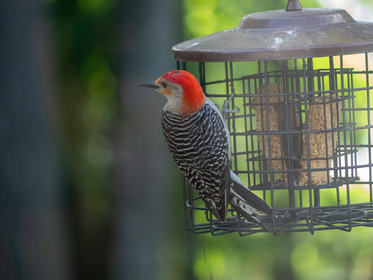 Red-bellied Woodpecker - ML620244171