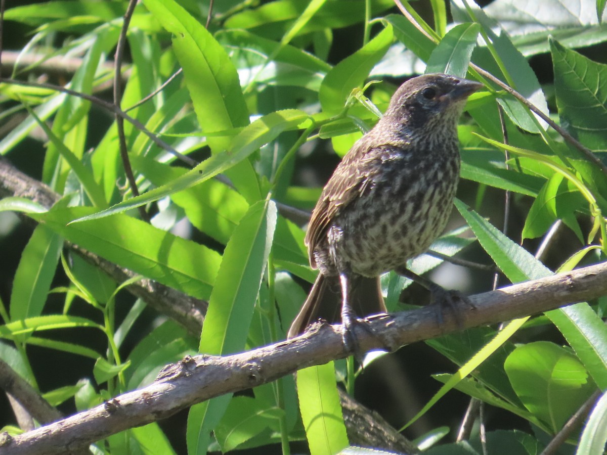 Red-winged Blackbird - ML620244173