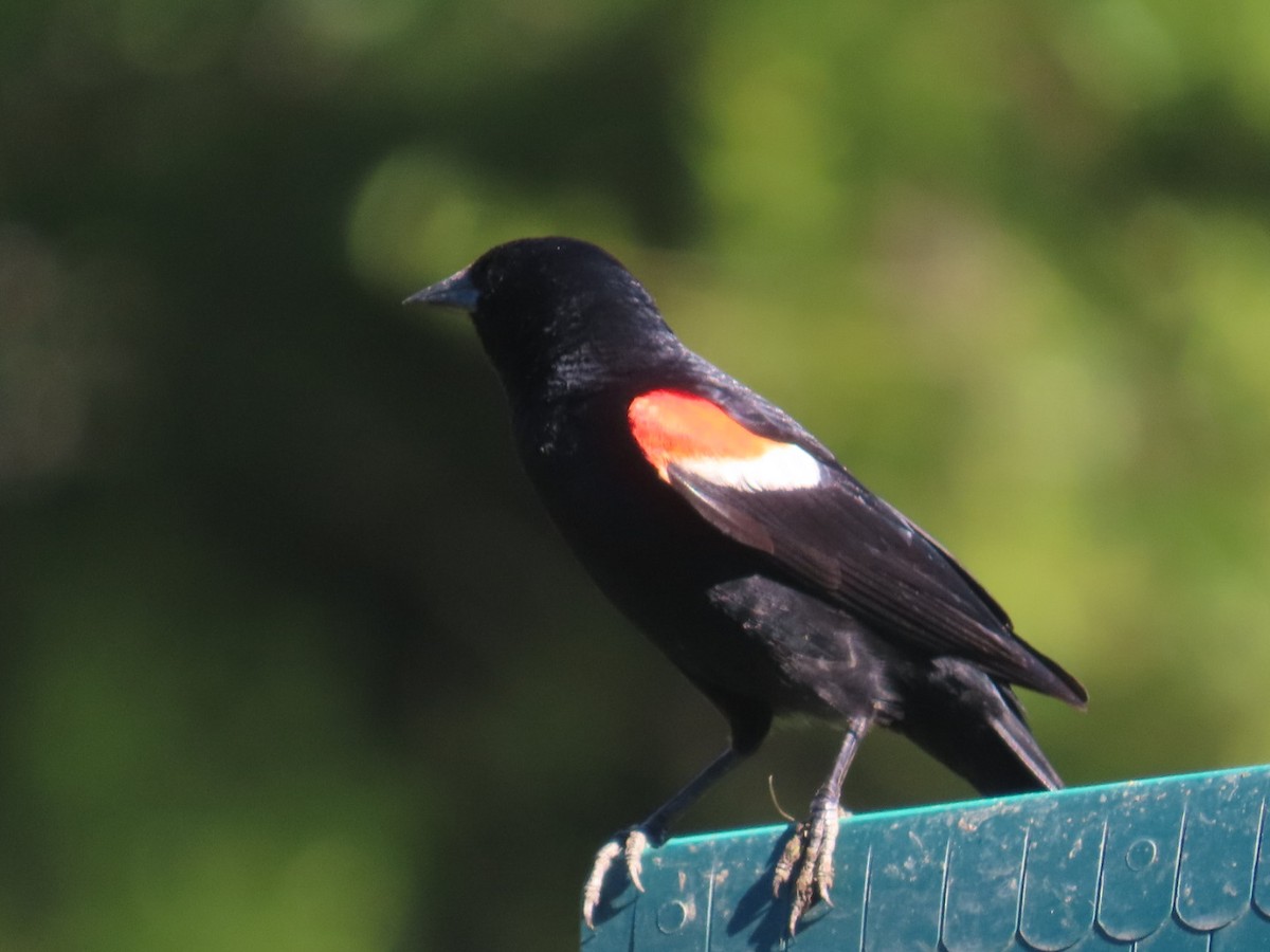 Red-winged Blackbird - ML620244174